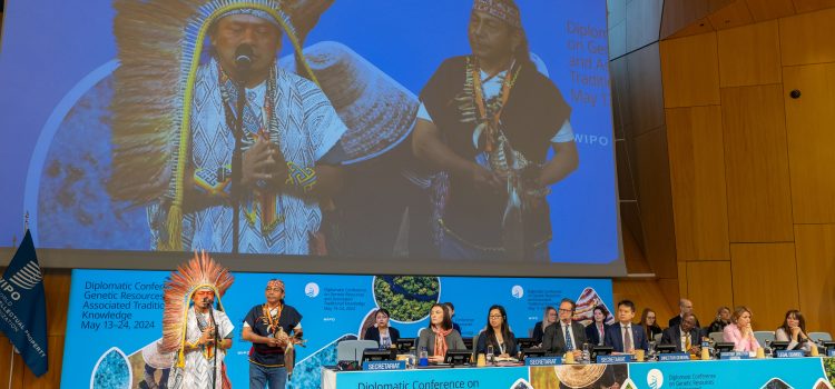 Indigenous leaders present at the Diplomatic Conference on Genetic Resources and Associated Traditional Knowledge in 2024